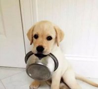 狗狗好像一直吃不飽，需要加餐嗎？