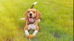 和養狗人交流時哪些話不應該說?