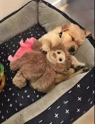 這幾件事你可能經常做，但是卻不知道傷了狗狗