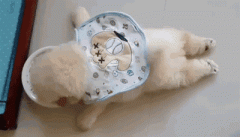 狗狗懶出新境界，只有你想不到，沒有它們做不