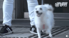 狗，真是人類最好的朋友嗎？