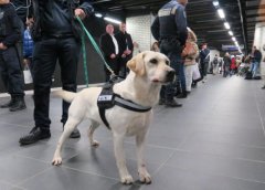 盲人的眼睛，路上碰見了導盲犬該如何做？ 華興