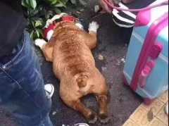 夏天超級熱，狗狗也會煩躁的，怎么辦吶？ 華興