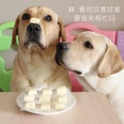 狗狗是否需要補(bǔ)鈣？補(bǔ)鈣應(yīng)注意什么？ 華興寵物