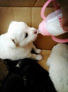 剛出生的小狗如何人工喂養？